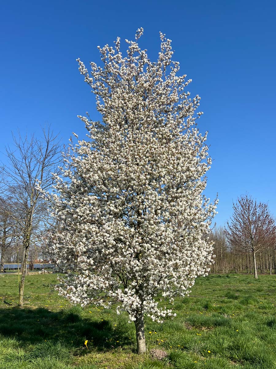 Amelanchier arborea 'Robin Hill' solitair solitair