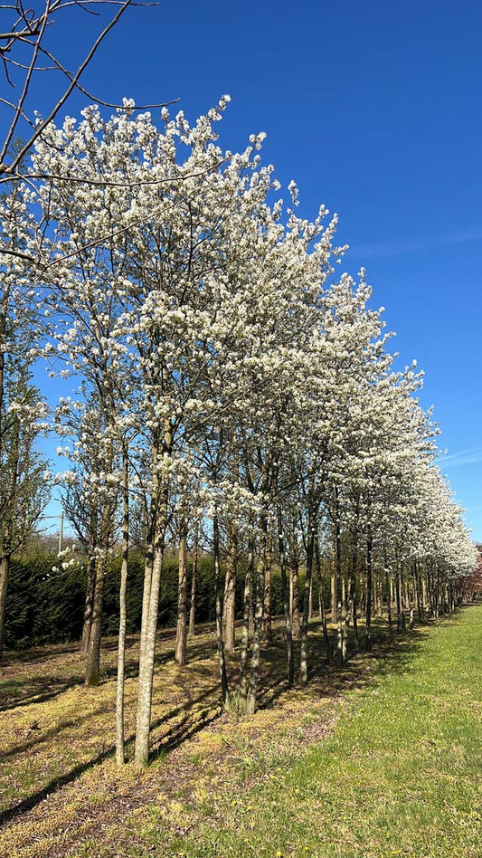 Amelanchier 'Ballerina' meerstammig / struik meerstammig