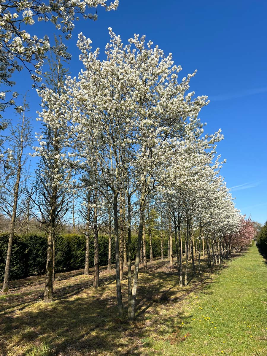 Amelanchier 'Ballerina' meerstammig / struik meerstammig