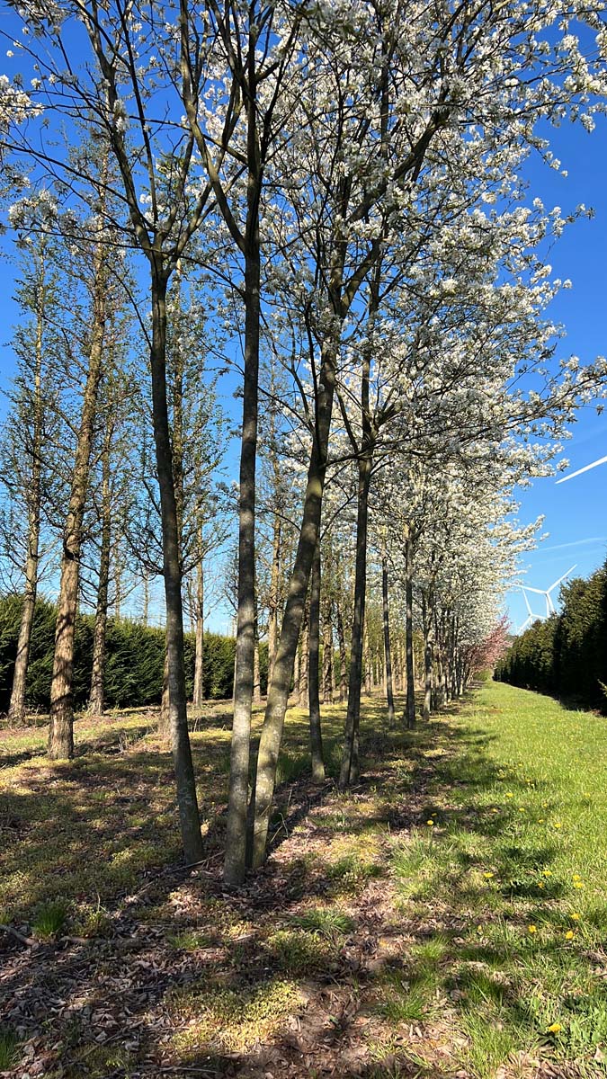 Amelanchier 'Ballerina' meerstammig / struik meerstammig