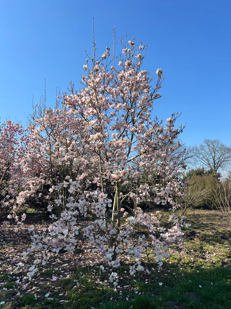 Magnolia 'Joe McDaniel' meerstammig / struik meerstammig