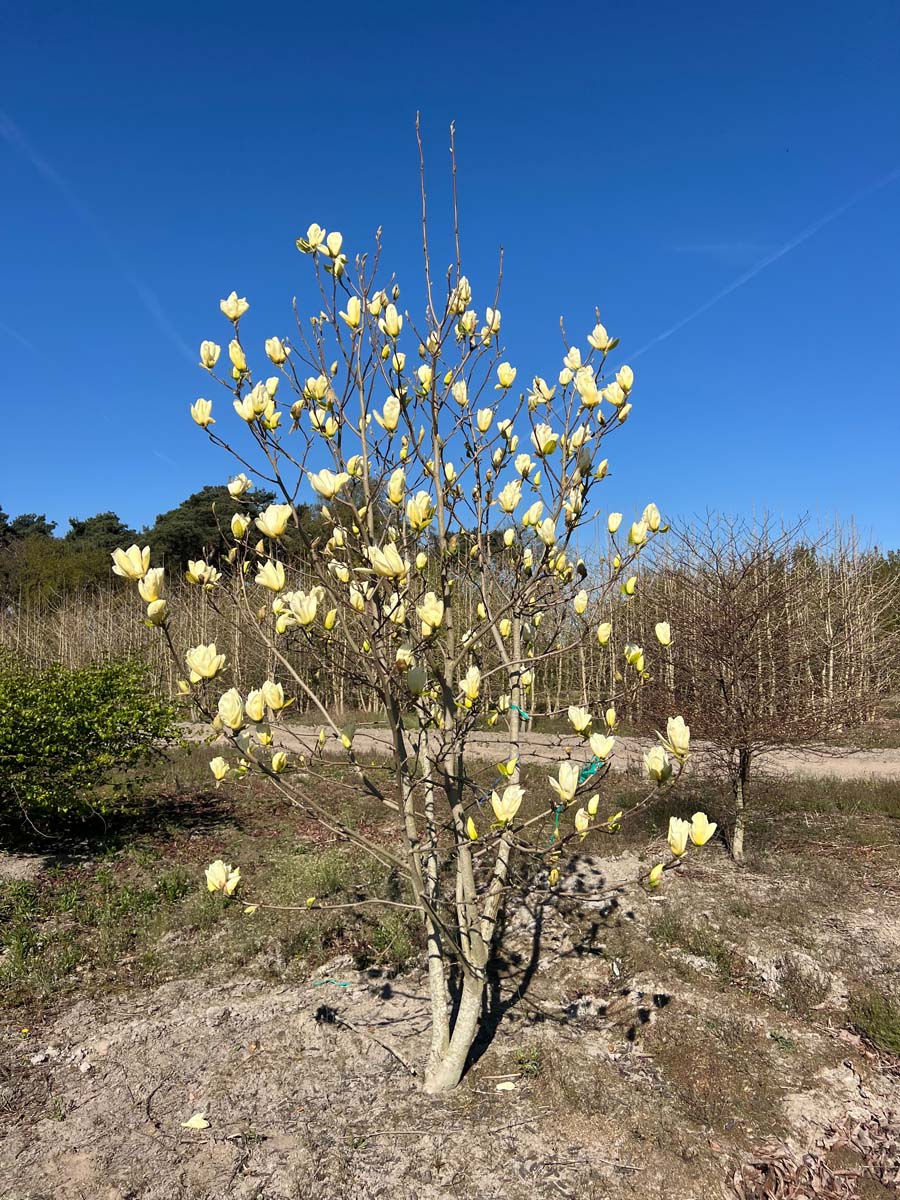 Magnolia 'Yellow Fever' meerstammig / struik meerstammig