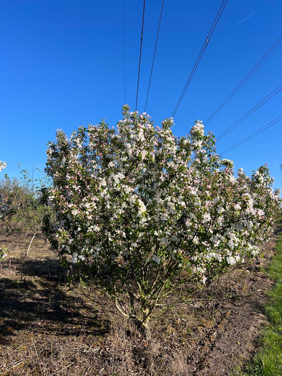 Malus 'Braendkjaer' meerstammig / struik meerstammig