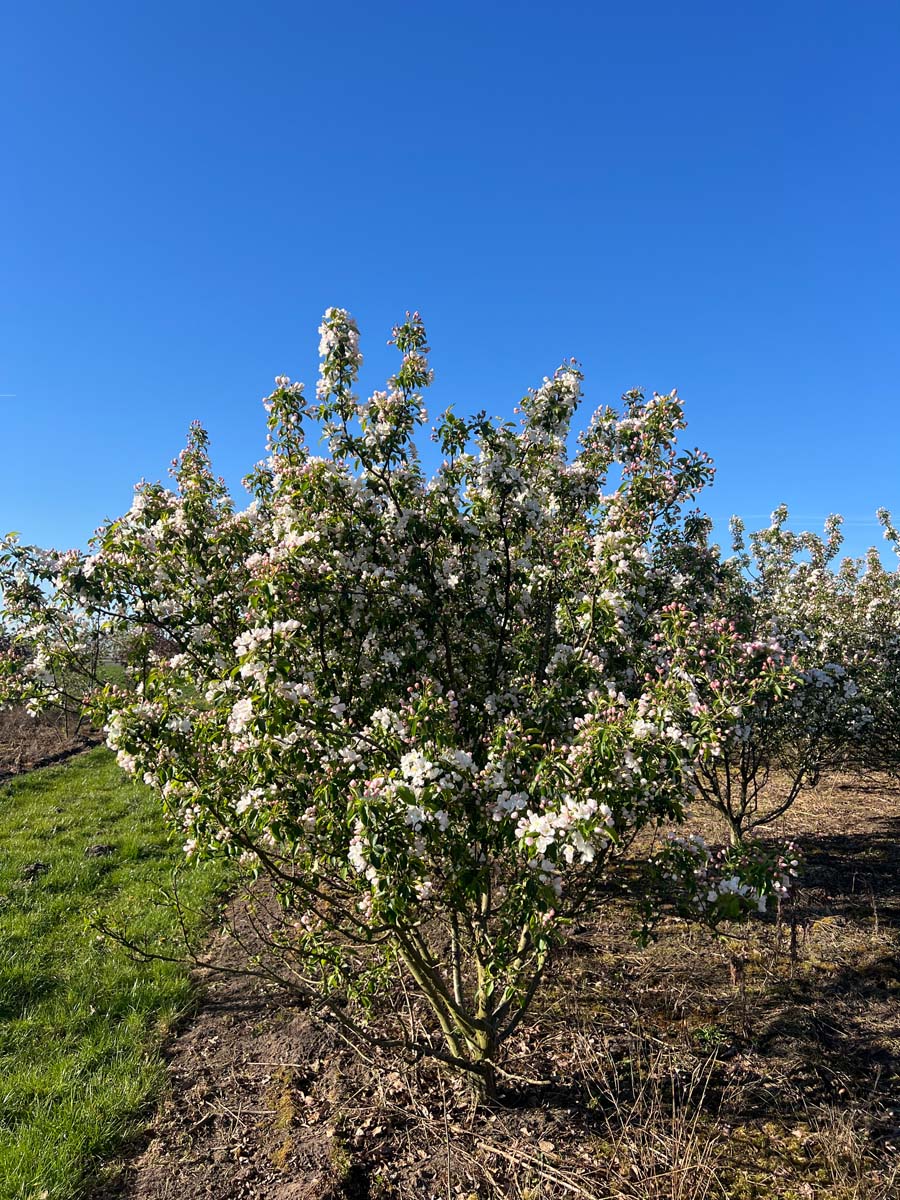 Malus 'Braendkjaer' meerstammig / struik meerstammig