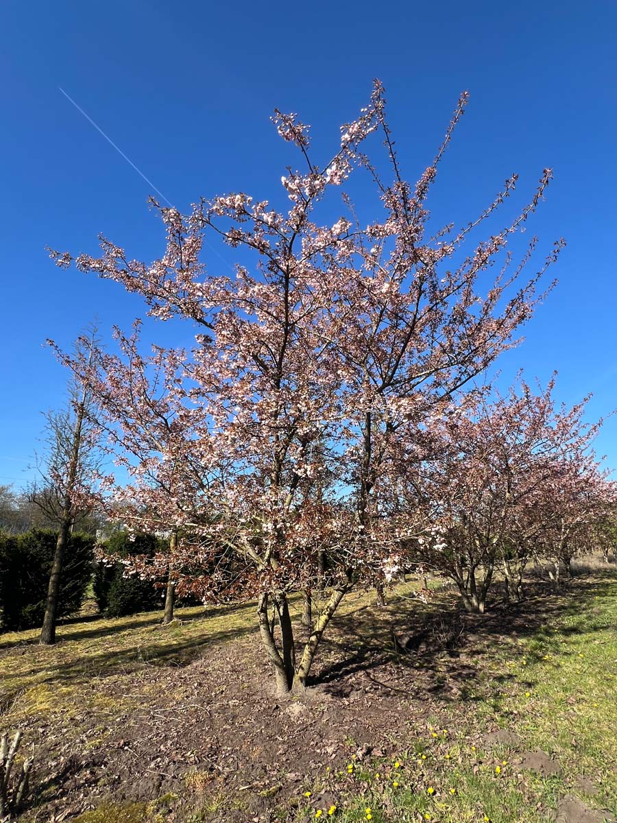 Prunus serrulata 'Fugenzo' meerstammig / struik meerstammig