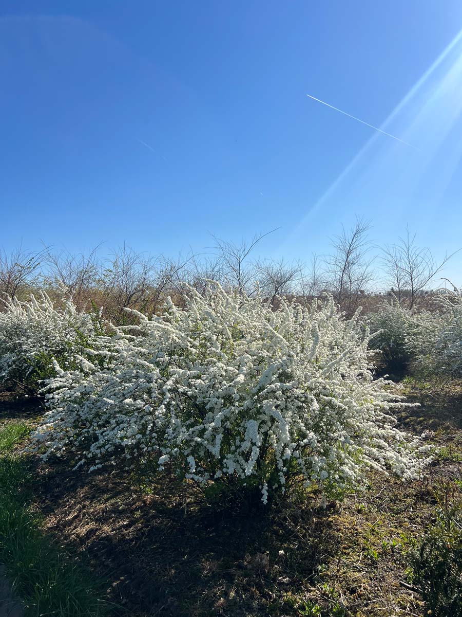 Spiraea arguta meerstammig / struik struik