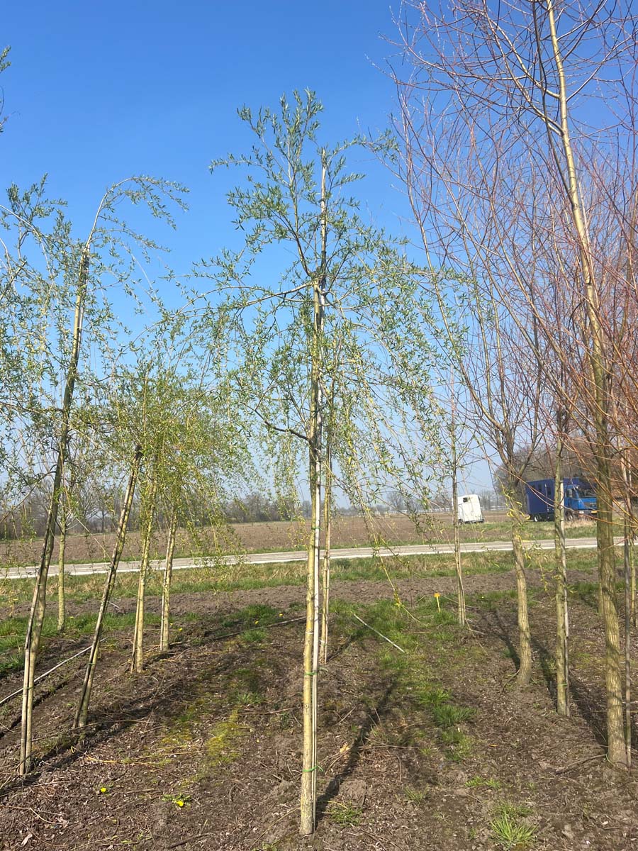 SASCHRYS12-14HODR stamomtrek