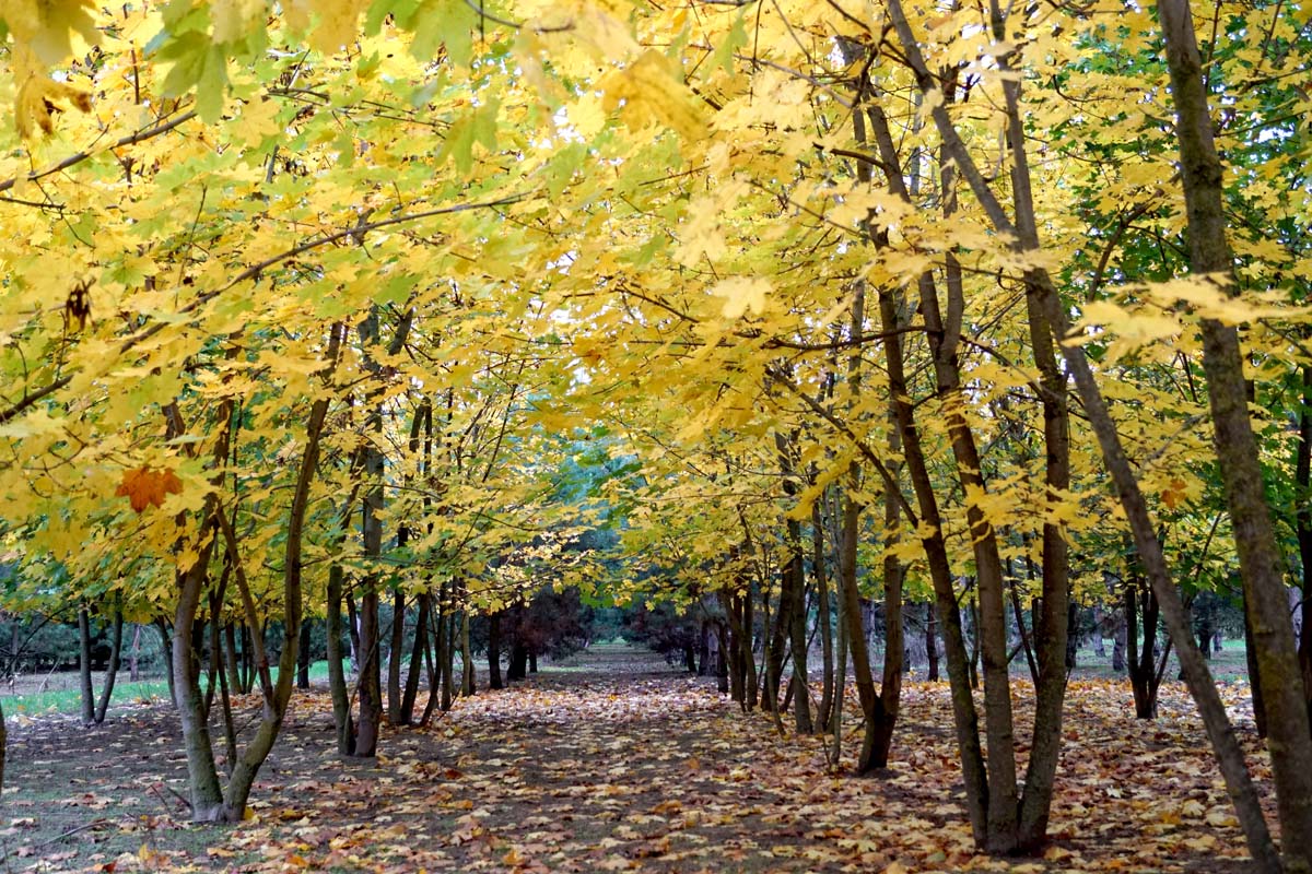 Acer platanoides 'Emerald Queen' meerstammig / struik meerstammig