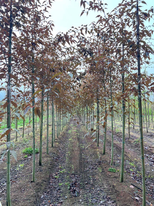 Acer davidii 'Rosalie' op stam op stam