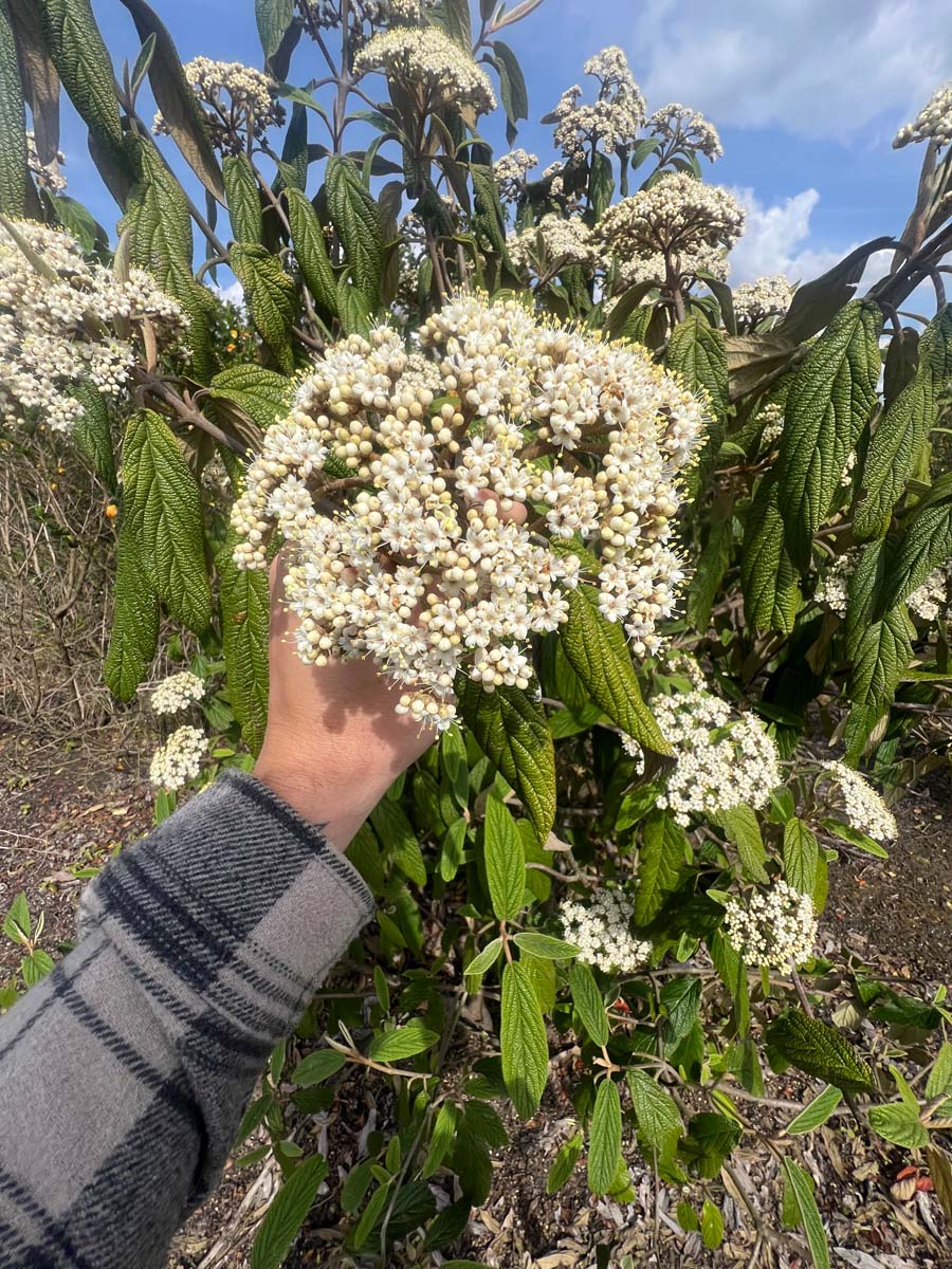 Viburnum rhytidophyllum meerstammig / struik bloem