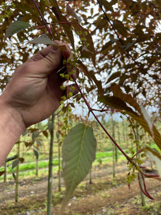 Acer davidii 'Rosalie' solitair blad