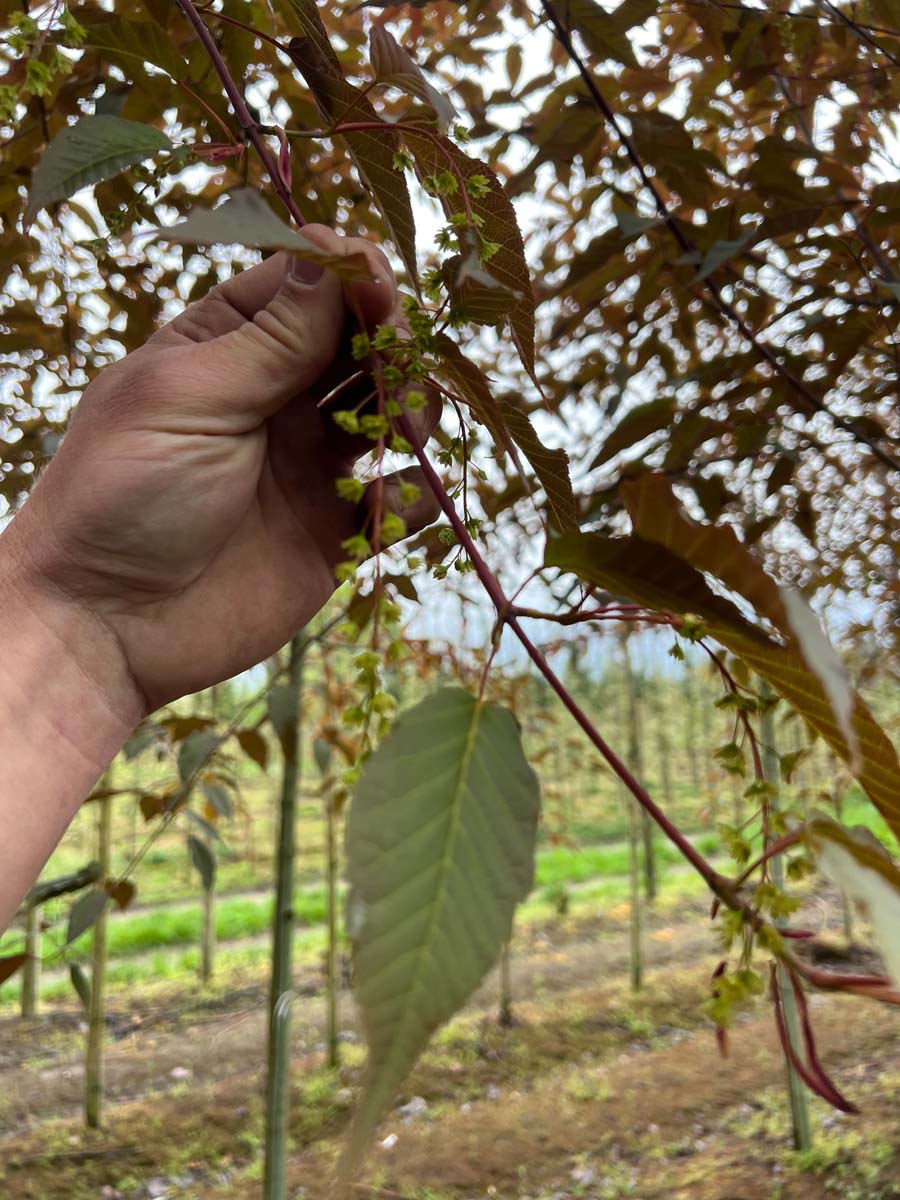 Acer davidii 'Rosalie' Tuinplanten blad
