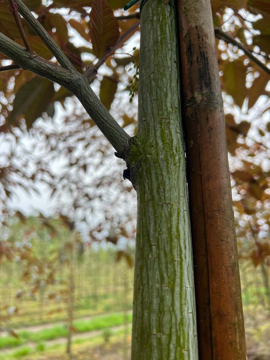 Acer davidii 'Rosalie' op stam stam