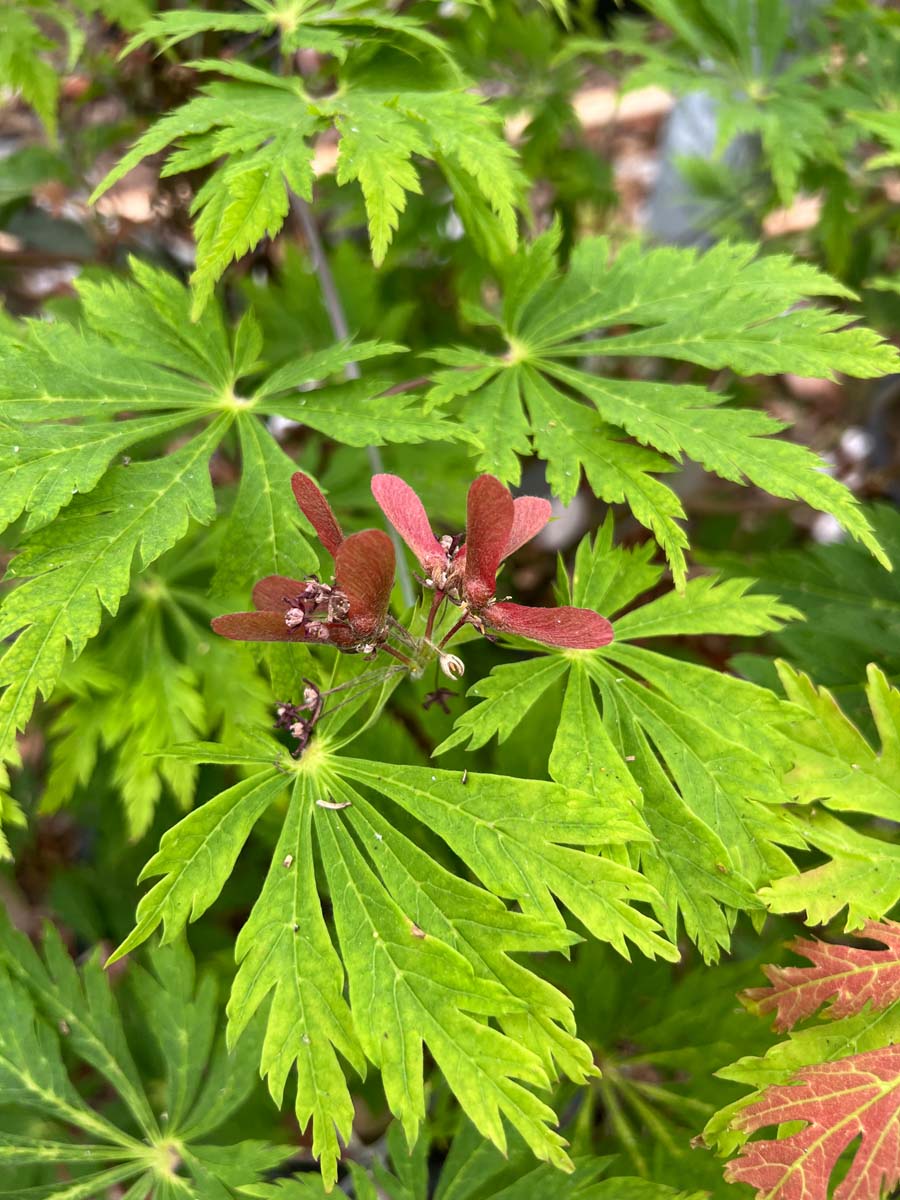 Acer japonicum 'Aconitifolium' Tuinplanten zaaddoos