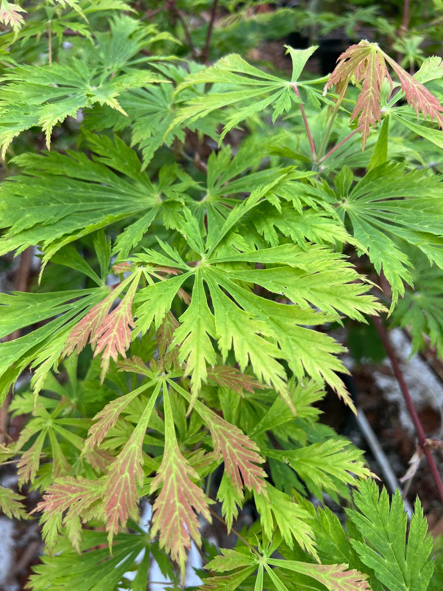 Acer japonicum 'Aconitifolium' Tuinplanten blad