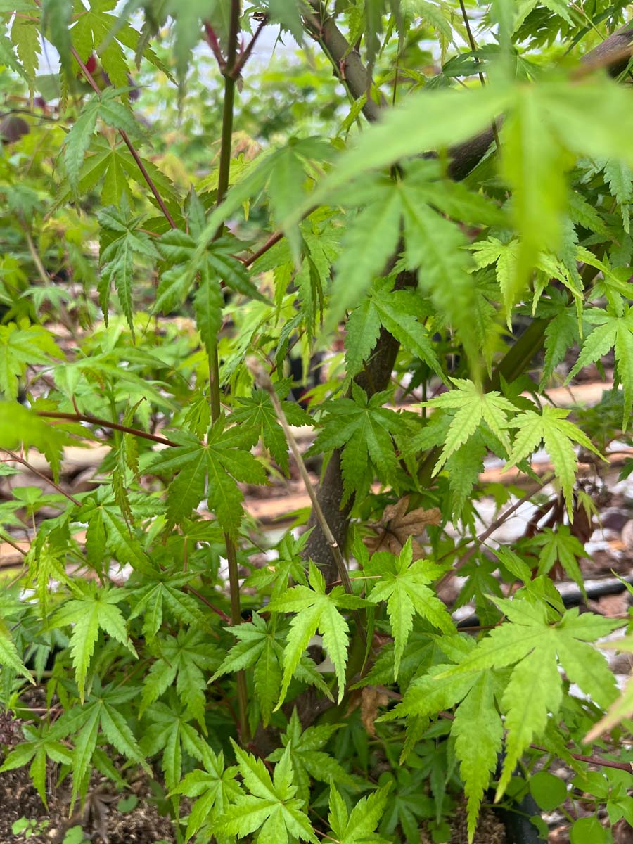 Acer japonicum 'Aconitifolium' meerstammig / struik twijg