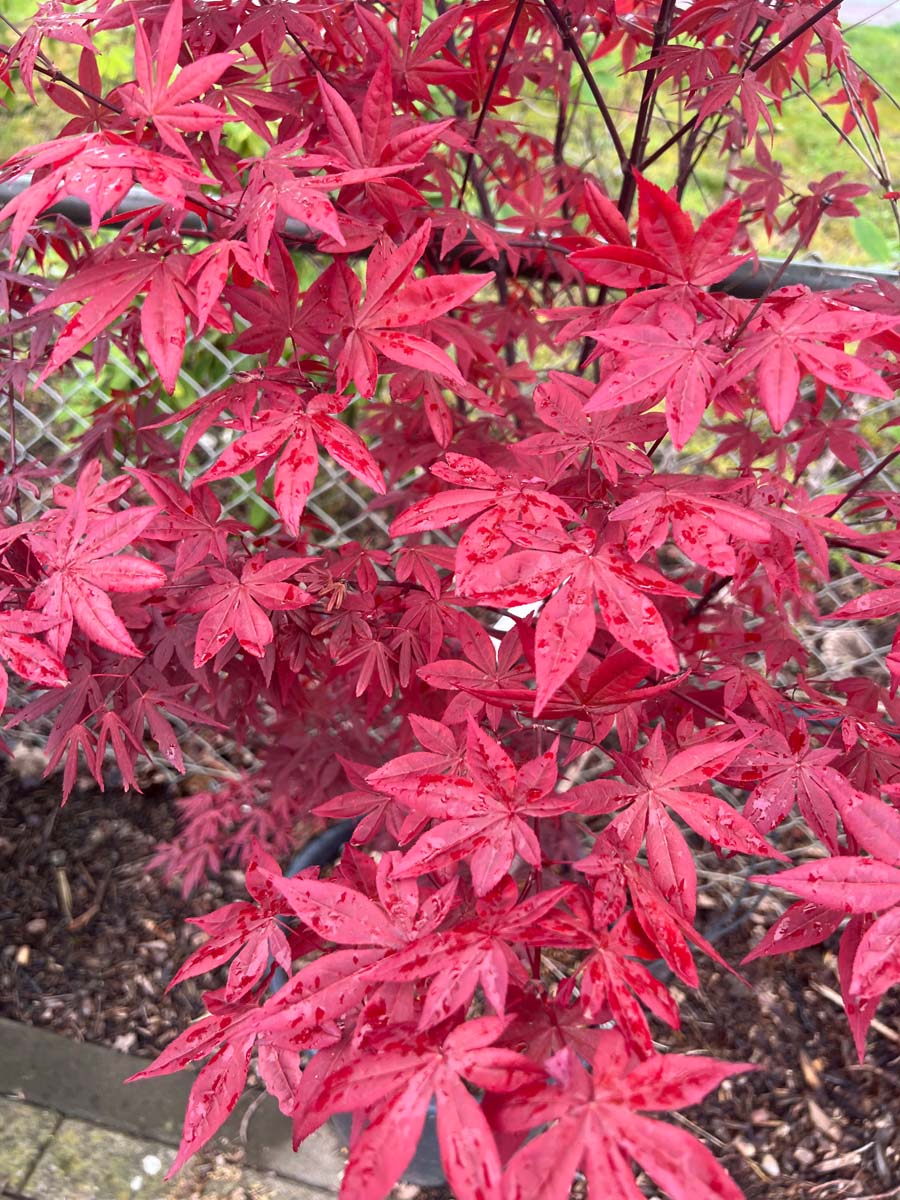 Acer palmatum 'Atropurpureum' solitair blad