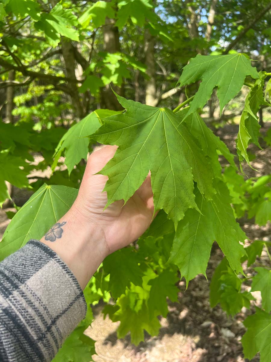 Acer platanoides Tuinplanten blad