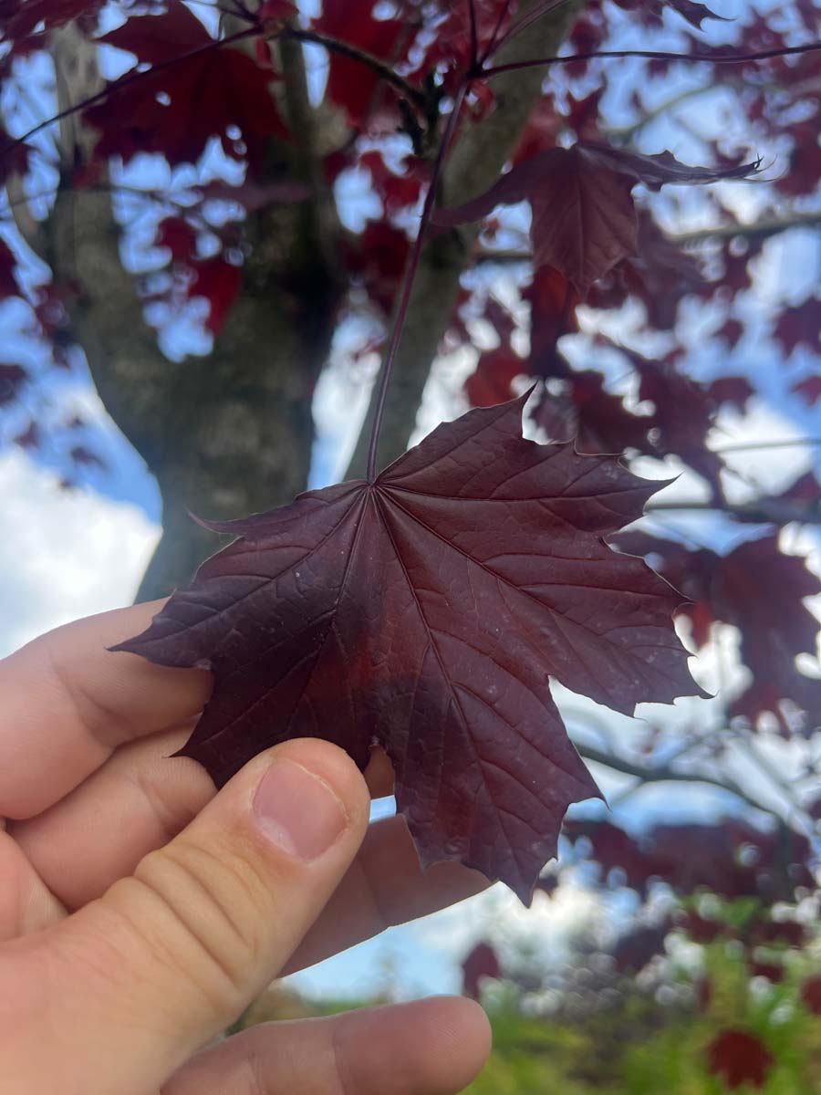 Acer platanoides 'Royal Red' leiboom blad