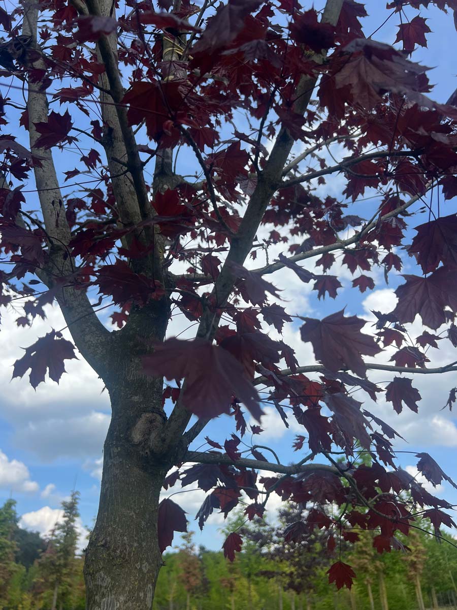 Acer platanoides 'Royal Red' leiboom stam