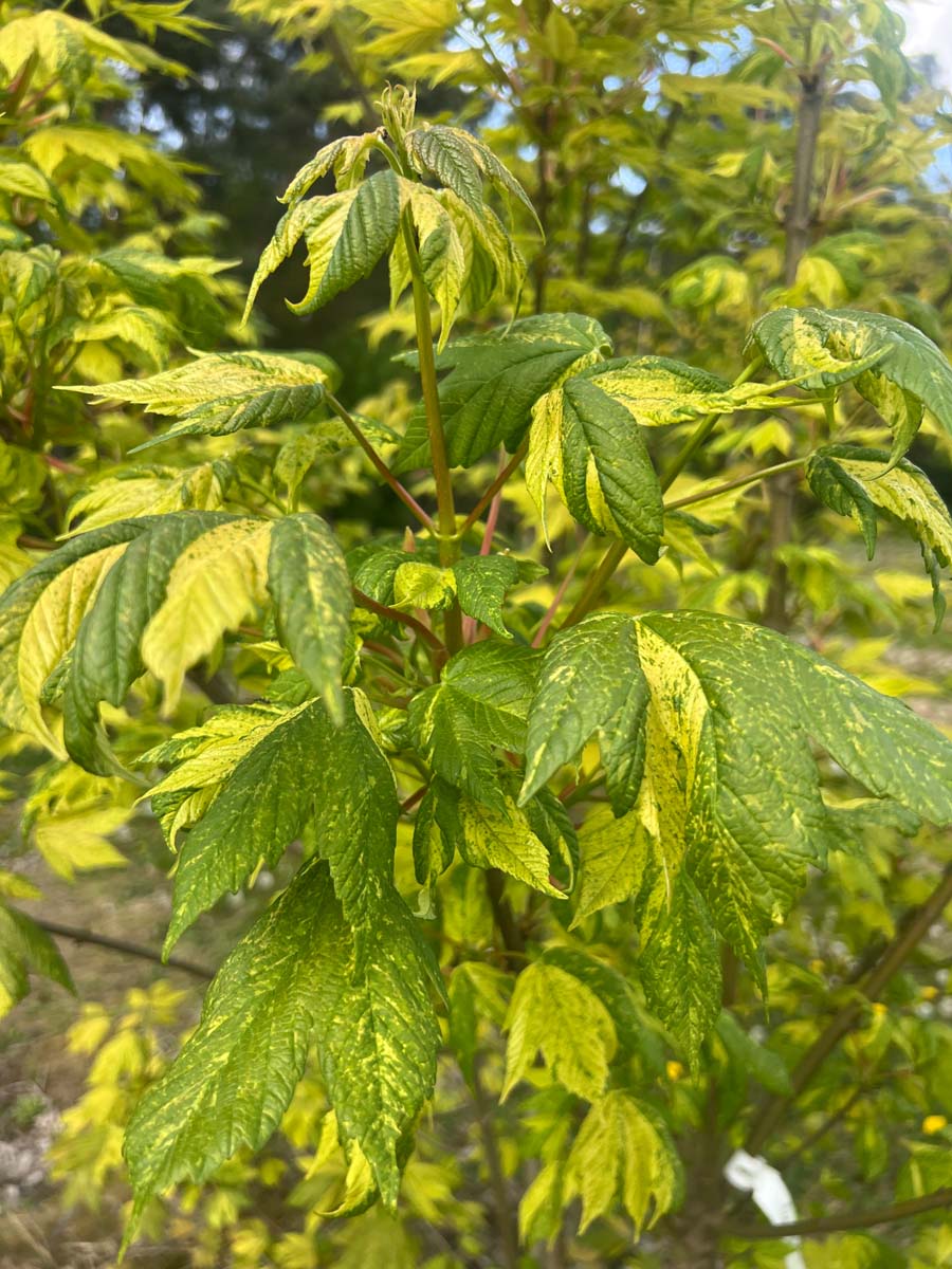Acer pseudoplatanus 'Leopoldii' op stam blad