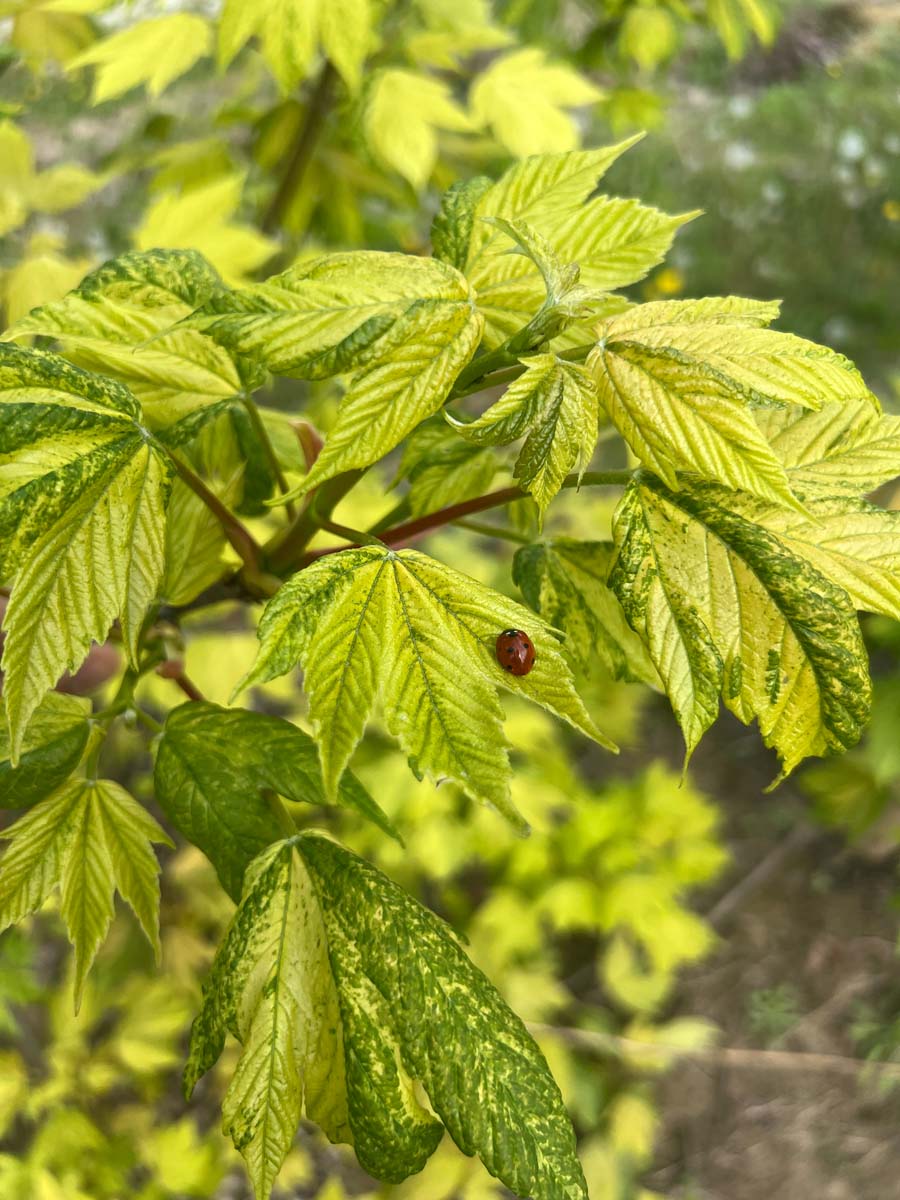 Acer pseudoplatanus 'Leopoldii' solitair biodiversiteit