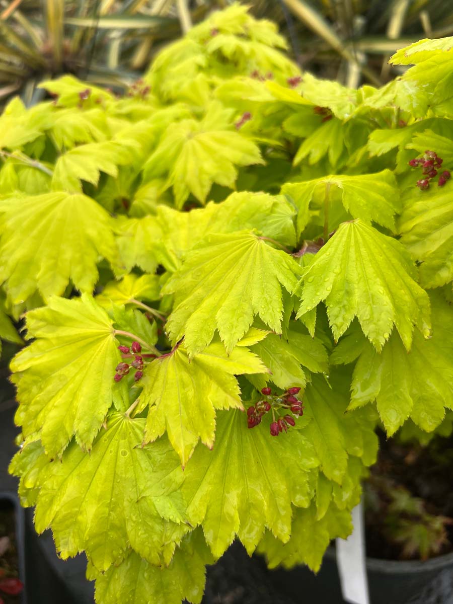 Acer shirasawanum 'Aureum' meerstammig / struik bloem