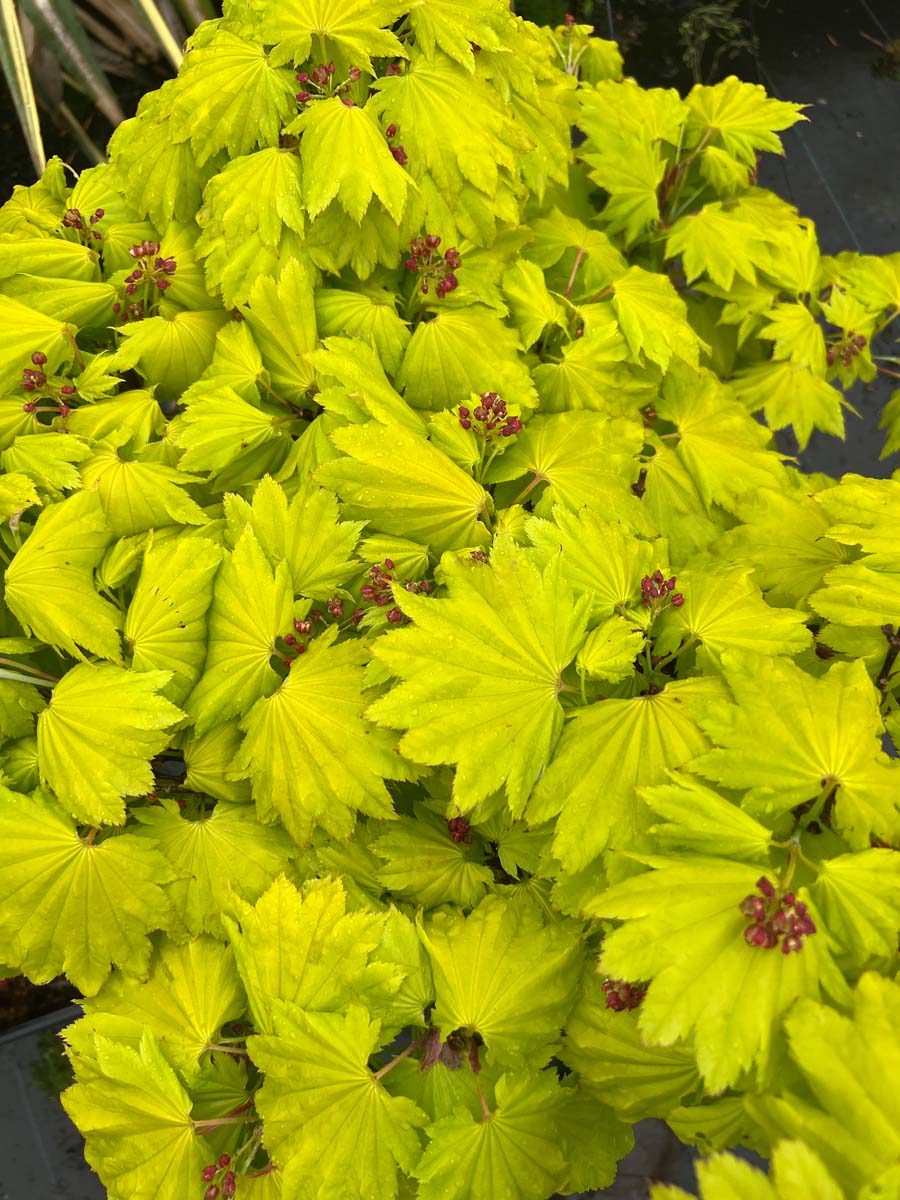 Acer shirasawanum 'Aureum' meerstammig / struik bladeren