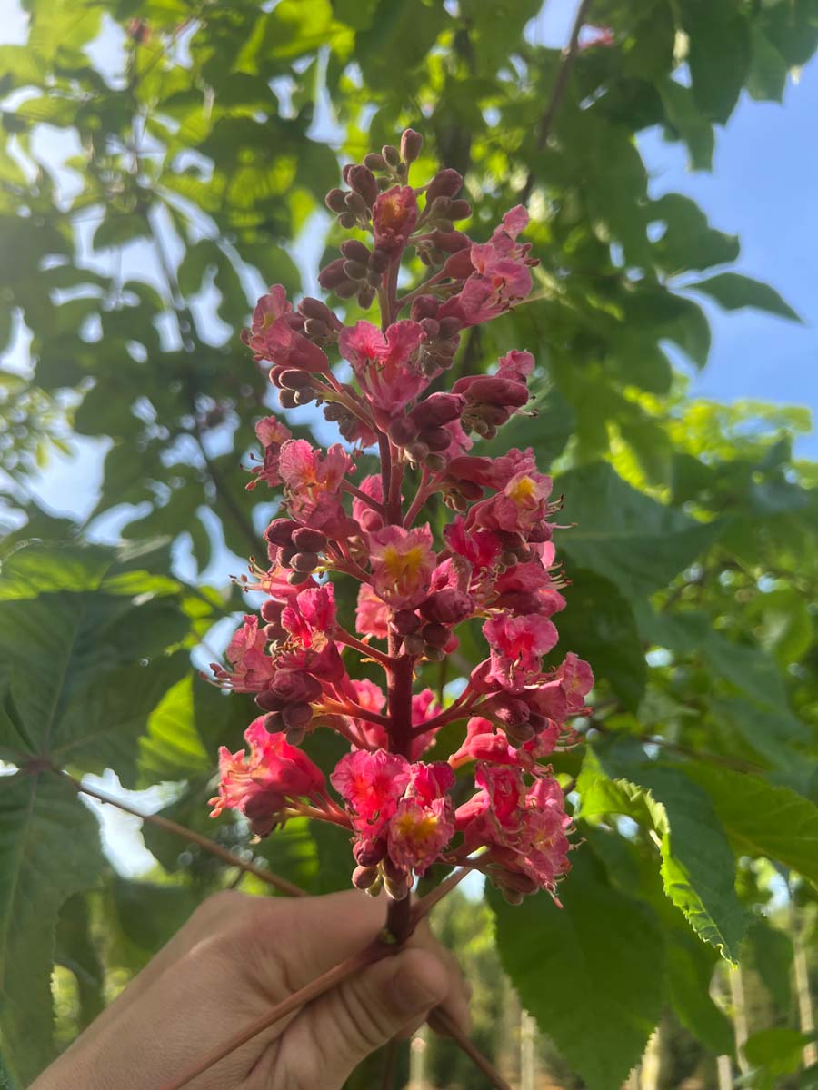 Aesculus carnea 'Briotii' op stam bloesem