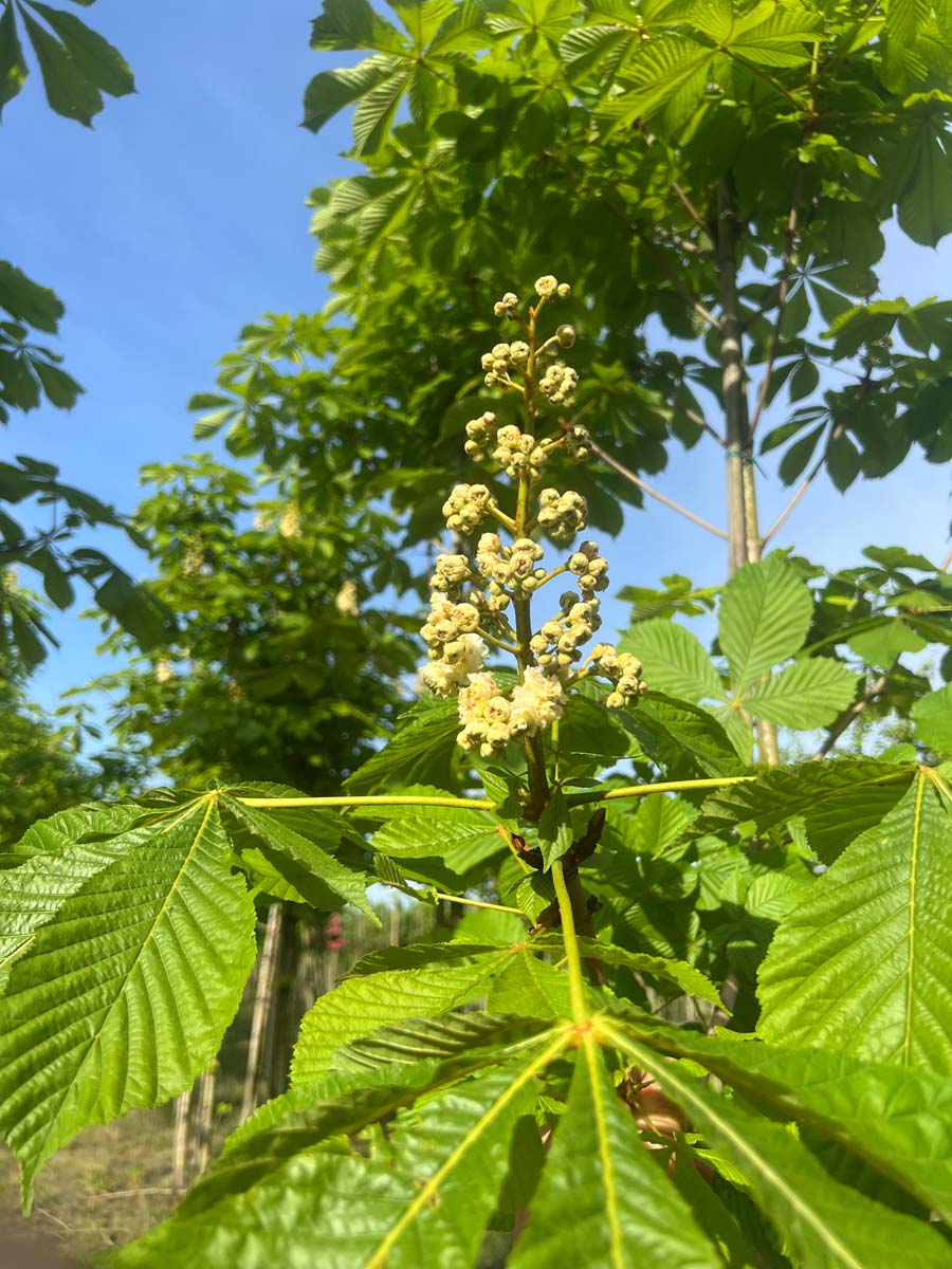 Aesculus hippocastanum 'Baumannii' meerstammig / struik bloem