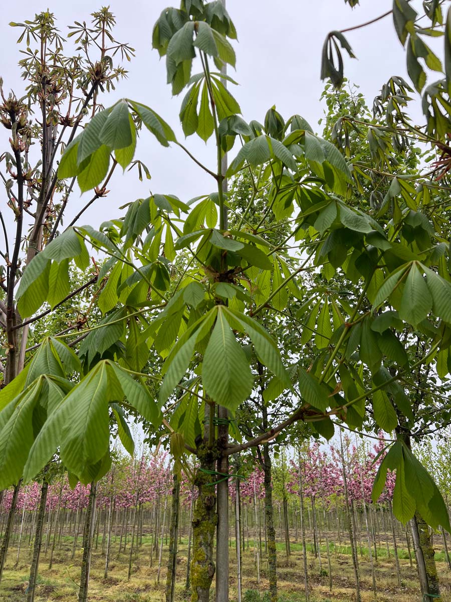 Aesculus turbinata op stam blad