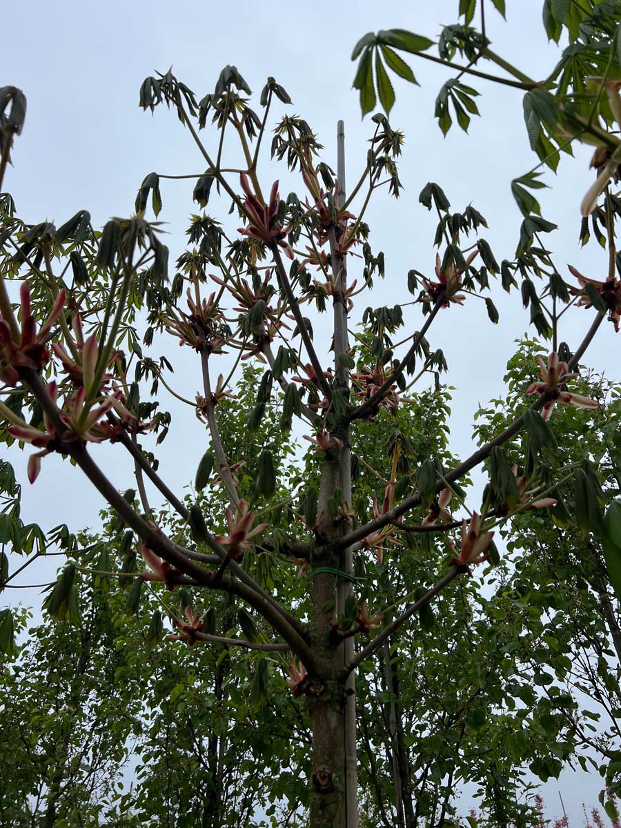Aesculus turbinata op stam stam