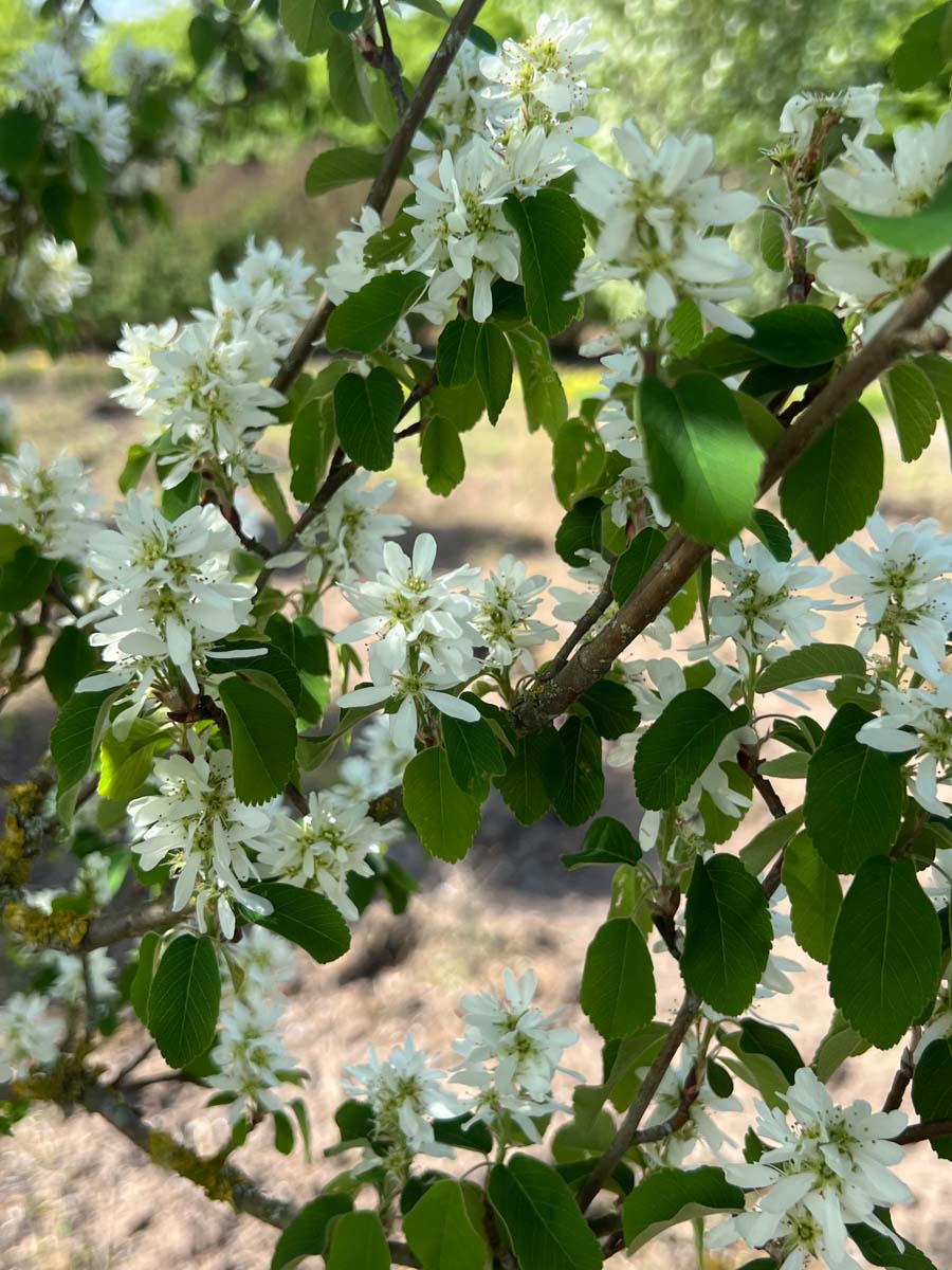 Amelanchier alnifolia 'Obelisk' op stam bloesem
