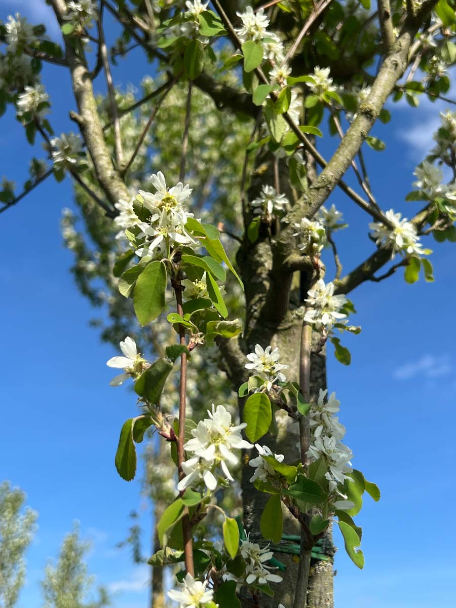 Amelanchier alnifolia 'Obelisk' leiboom bloem