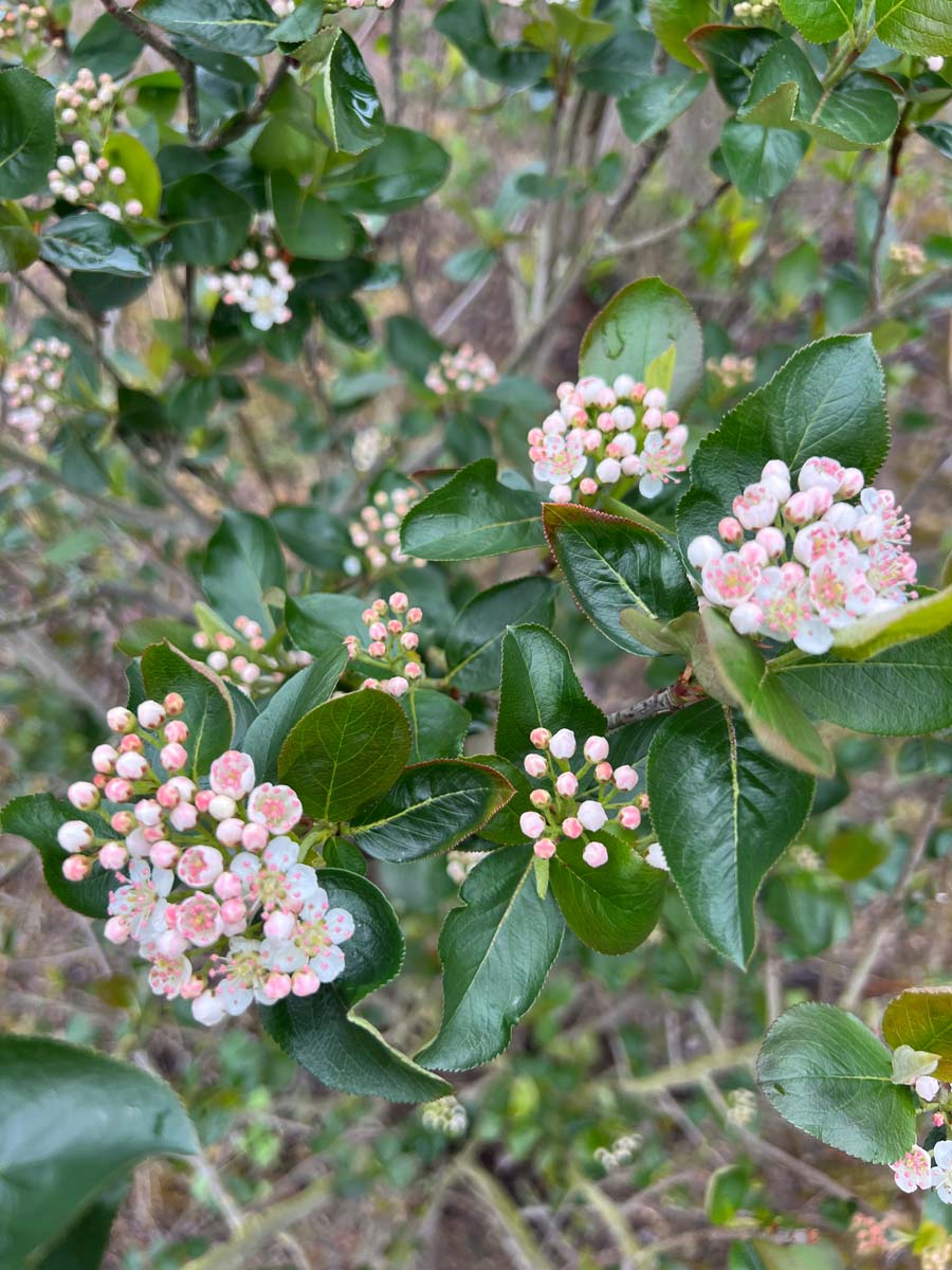 Aronia melanocarpa bloem