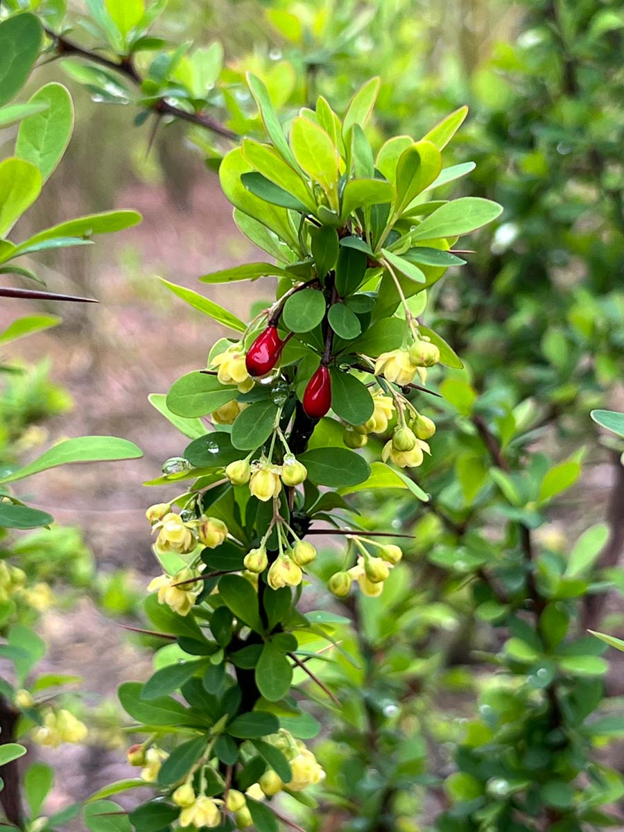 Berberis thunbergii Tuinplanten bes