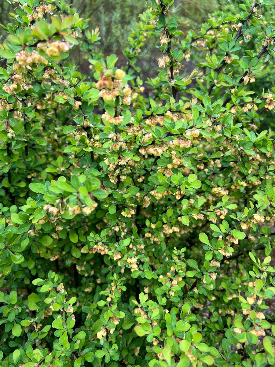 Berberis thunbergii Tuinplanten blad