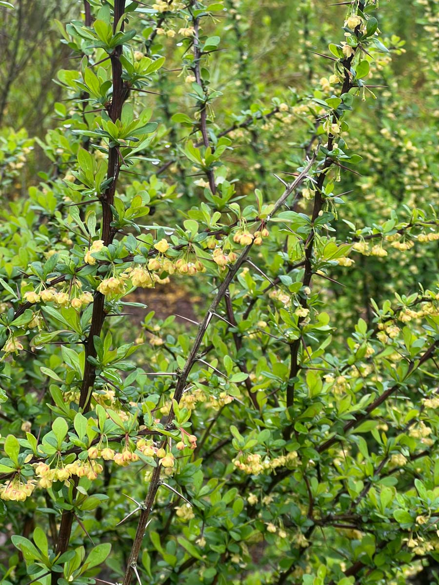 Berberis thunbergii Tuinplanten blad