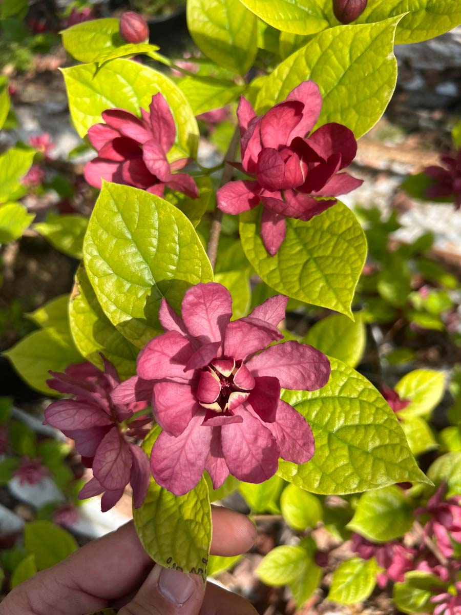 Calycanthus raulstonii 'Hartlage Wine' op stam bloesem