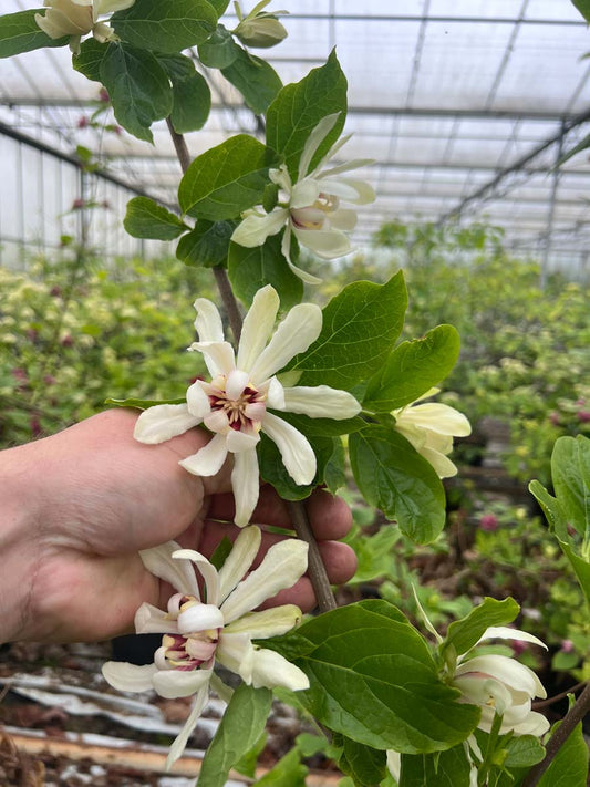 Calycanthus 'Venus' meerstammig / struik bloem