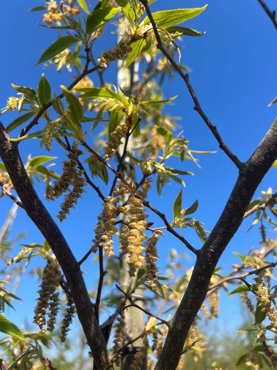 Carpinus japonica op stam katjes