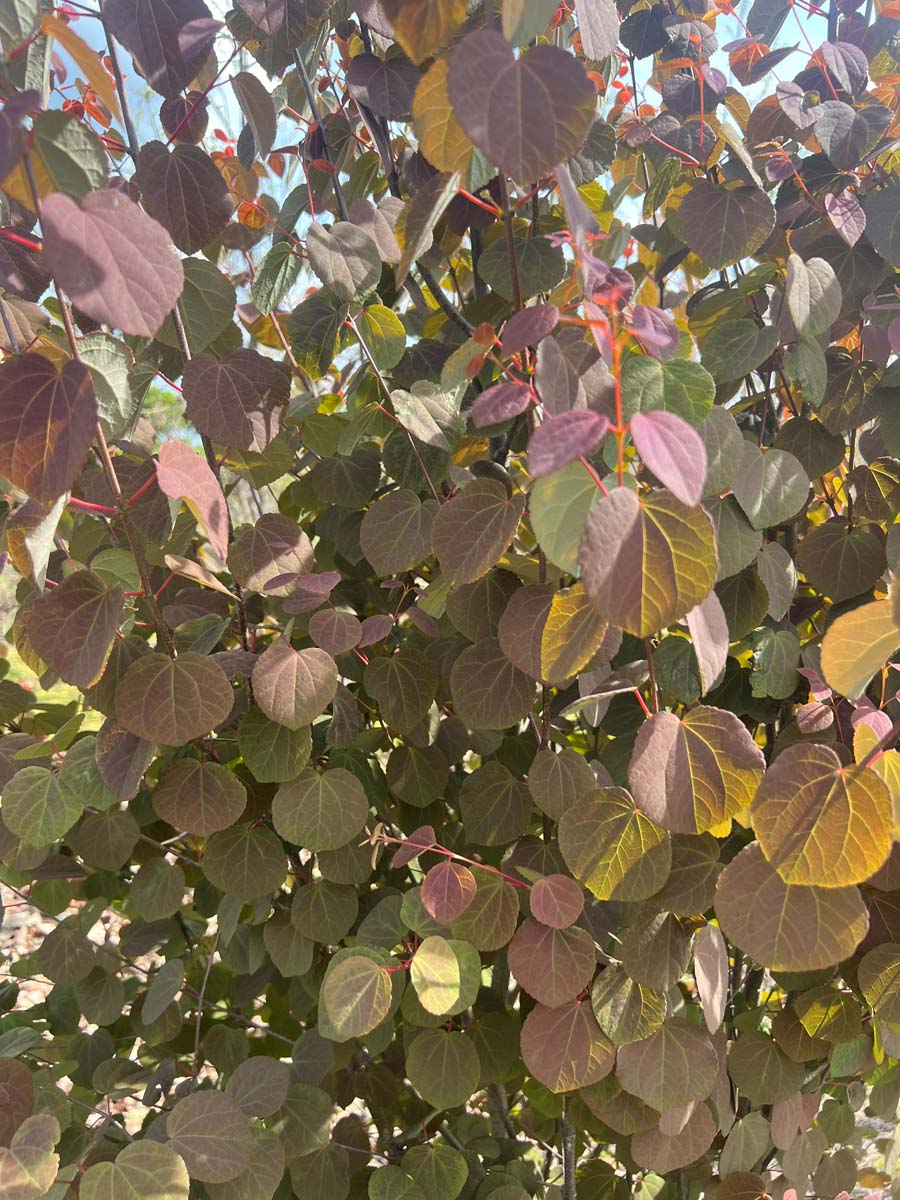 Cercidiphyllum japonicum dakboom bladeren