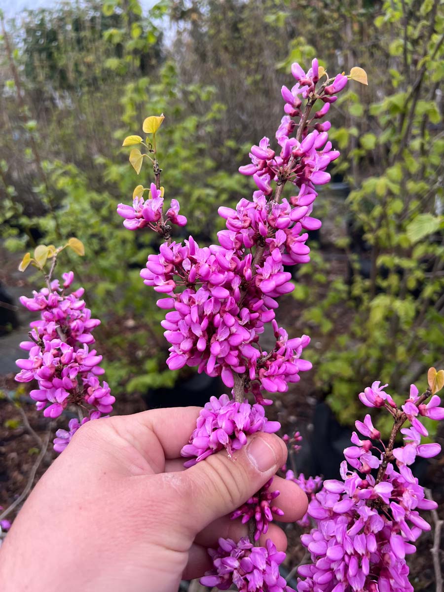 Cercis chinensis 'Avondale' meerstammig / struik bloem