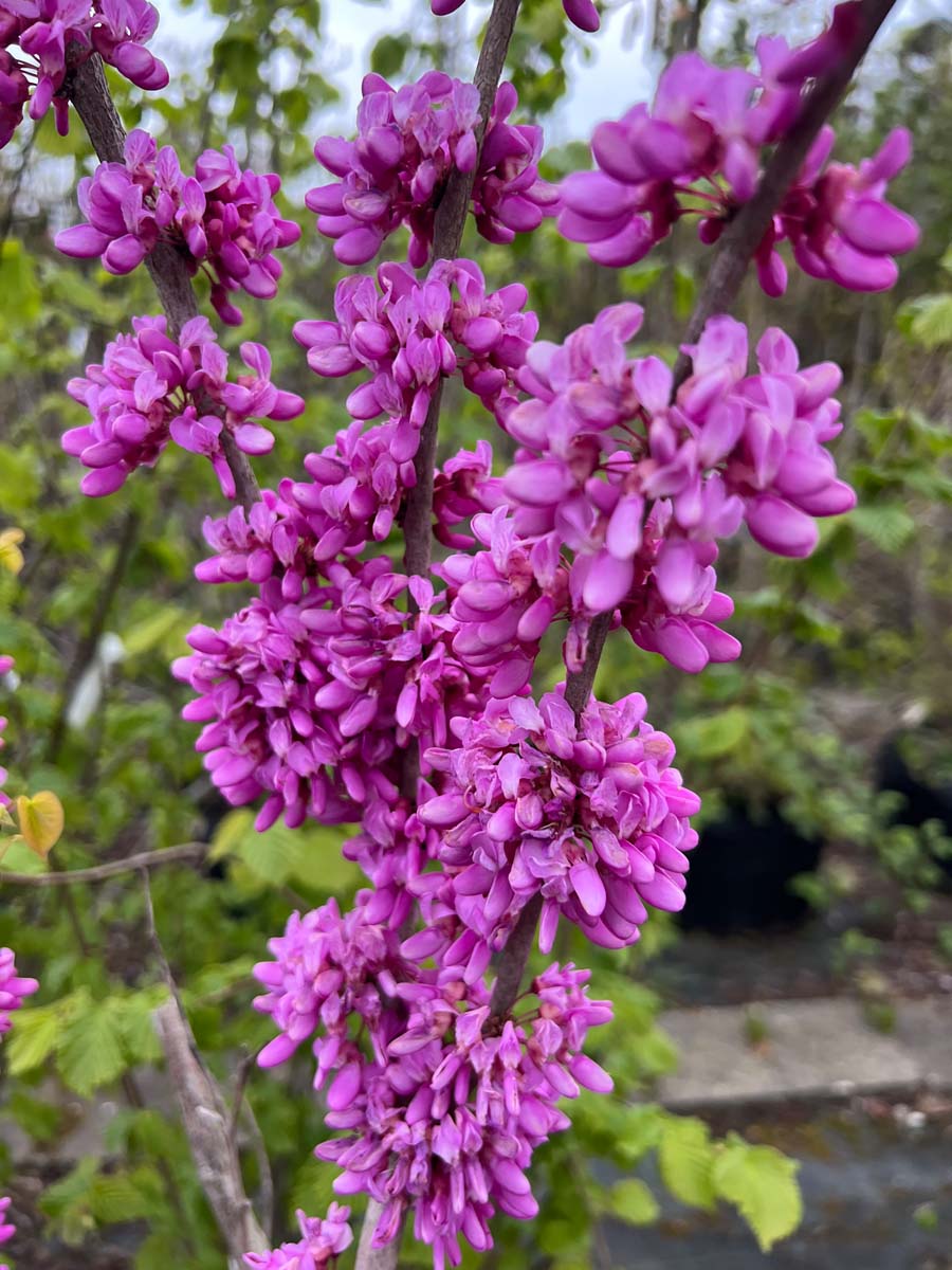 Cercis chinensis 'Avondale' solitair bloesem