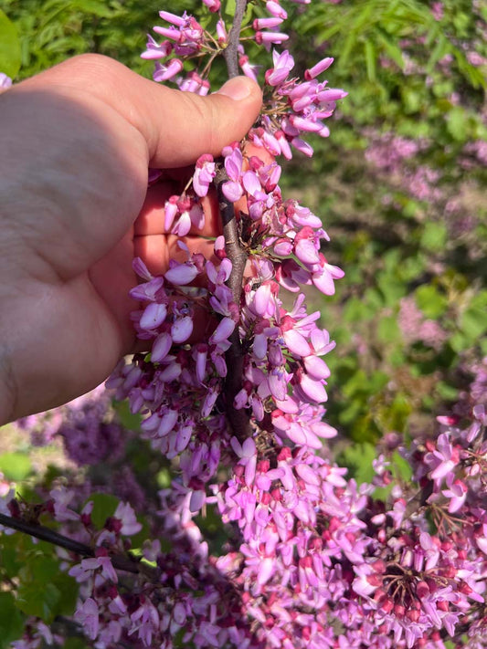 Cercis griffithii meerstammig / struik bloem