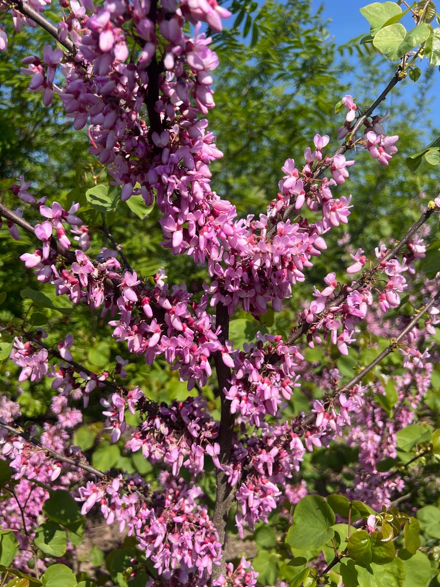Cercis griffithii Tuinplanten bloesem