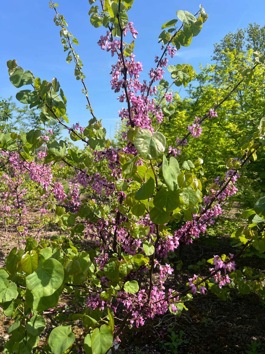 Cercis griffithii meerstammig / struik bladeren