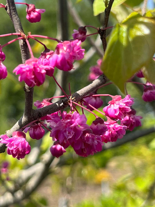 Cercis 'Pink Pom Poms' meerstammig / struik bloem