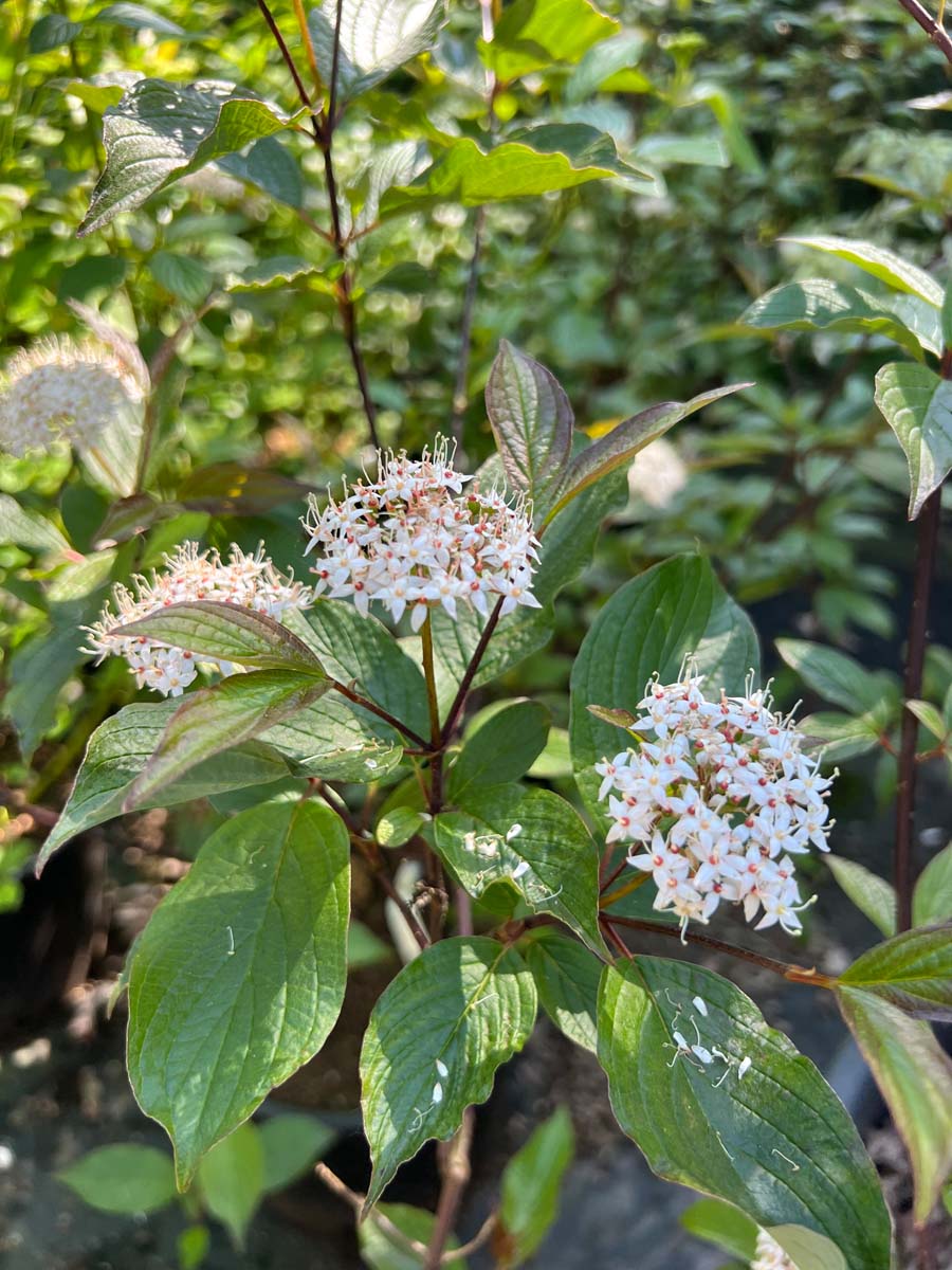 Cornus alba meerstammig / struik bloem