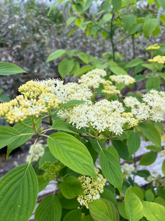 Cornus alternifolia haagplant bloem